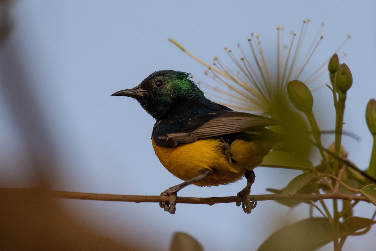 Pygmy Sunbird - Paul Block