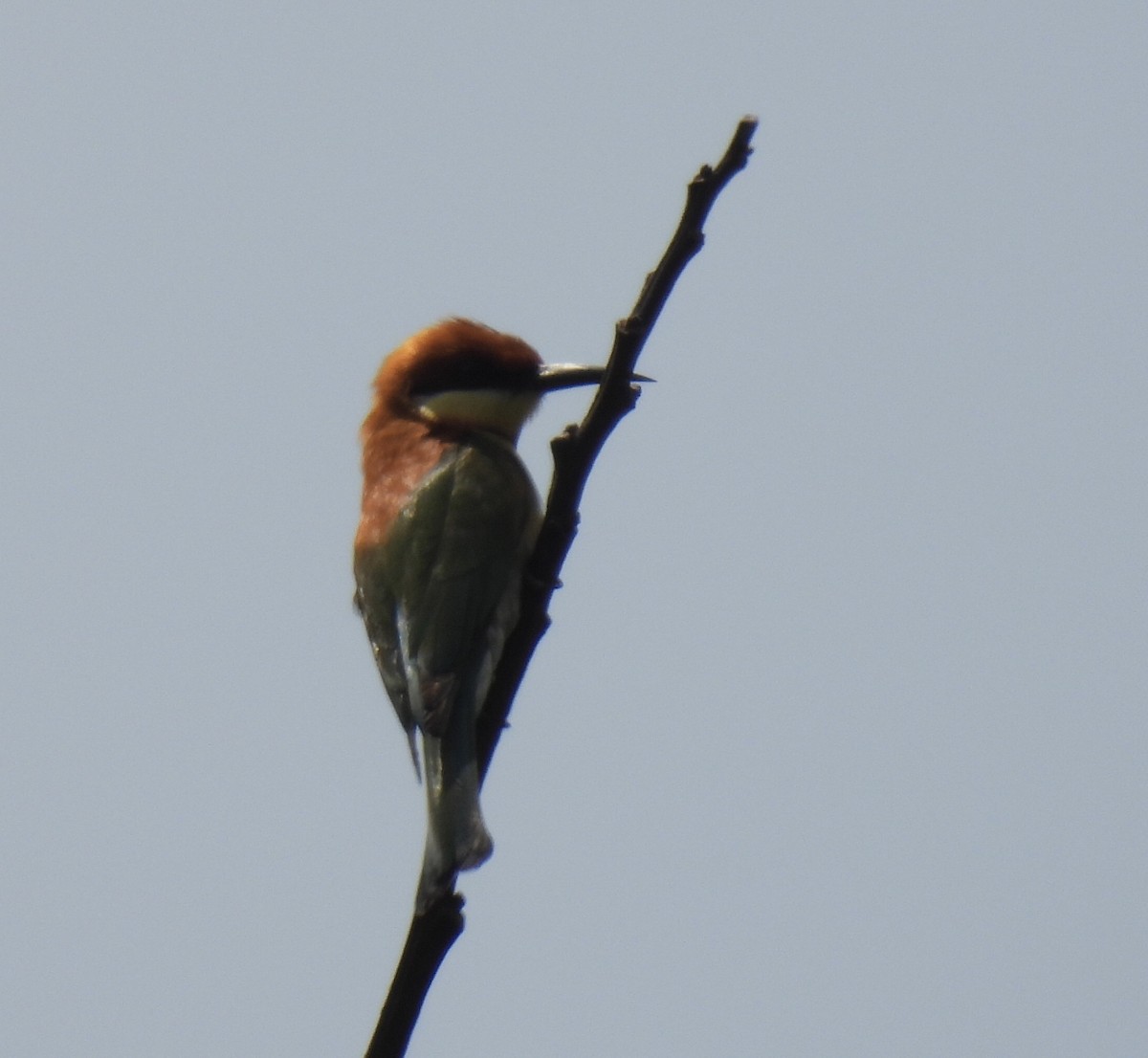 Chestnut-headed Bee-eater - ML539652051