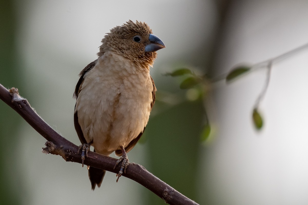 כסוף-מקור אפריקני - ML539652211