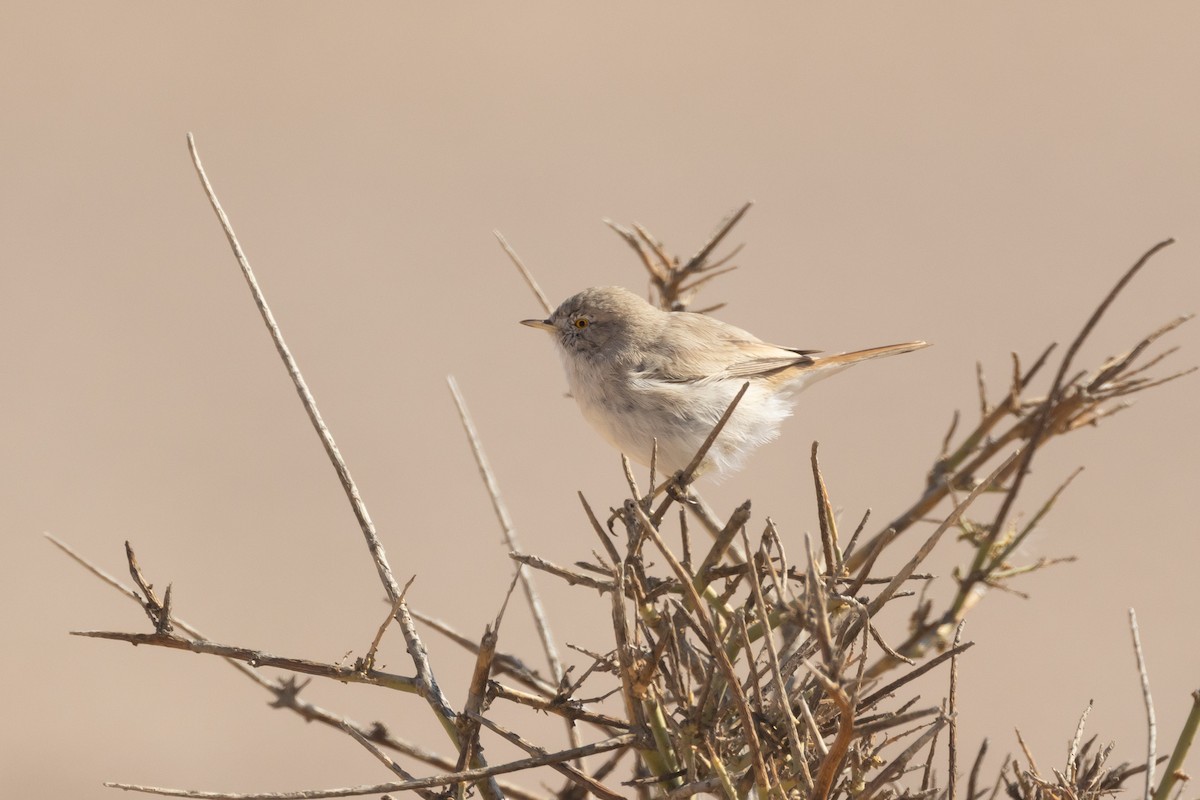 Asian Desert Warbler - Micha Mandel