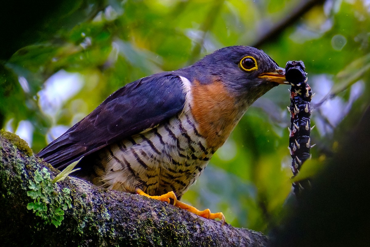 Red-chested Cuckoo - ML539653461