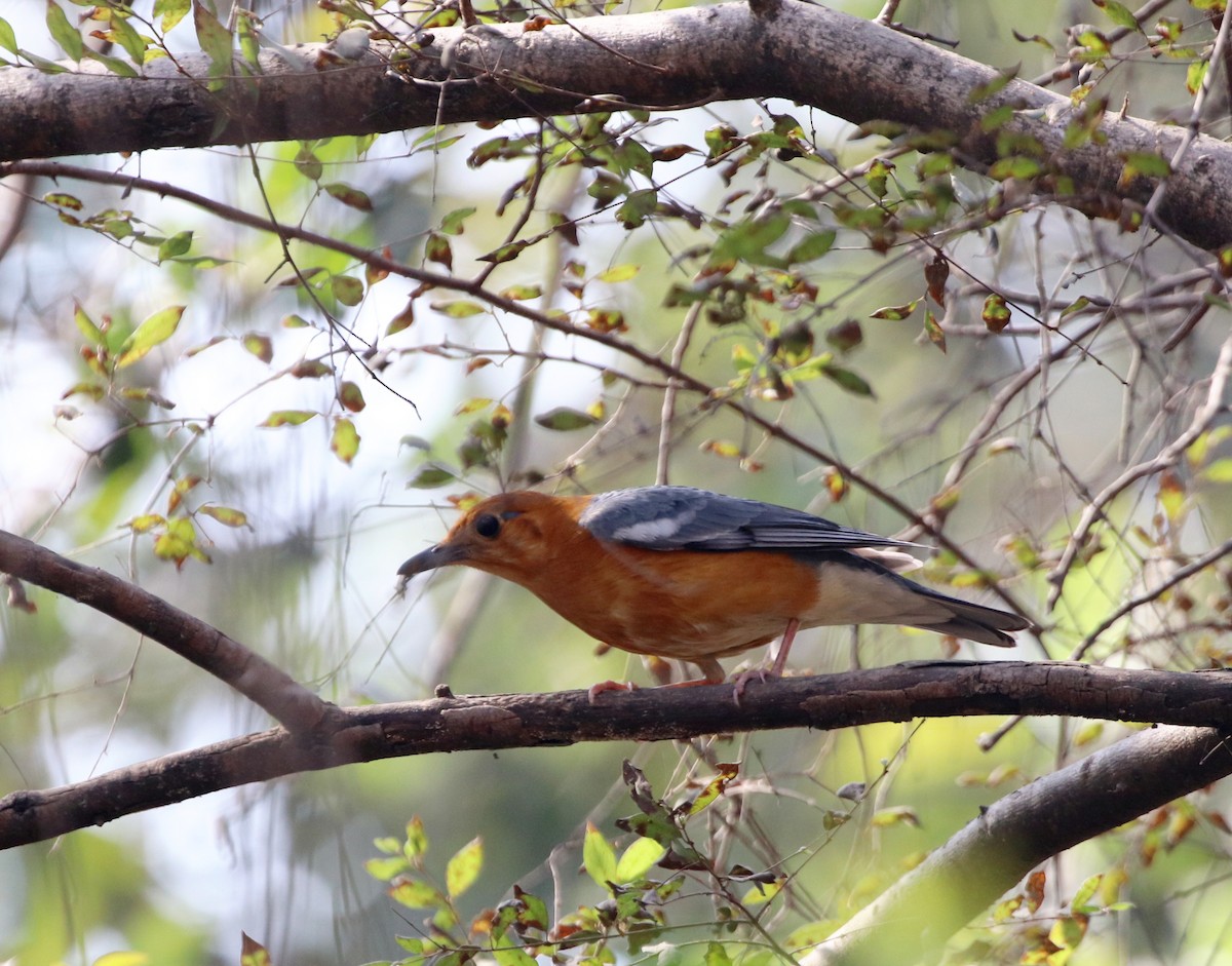 Orange-headed Thrush - ML539653761