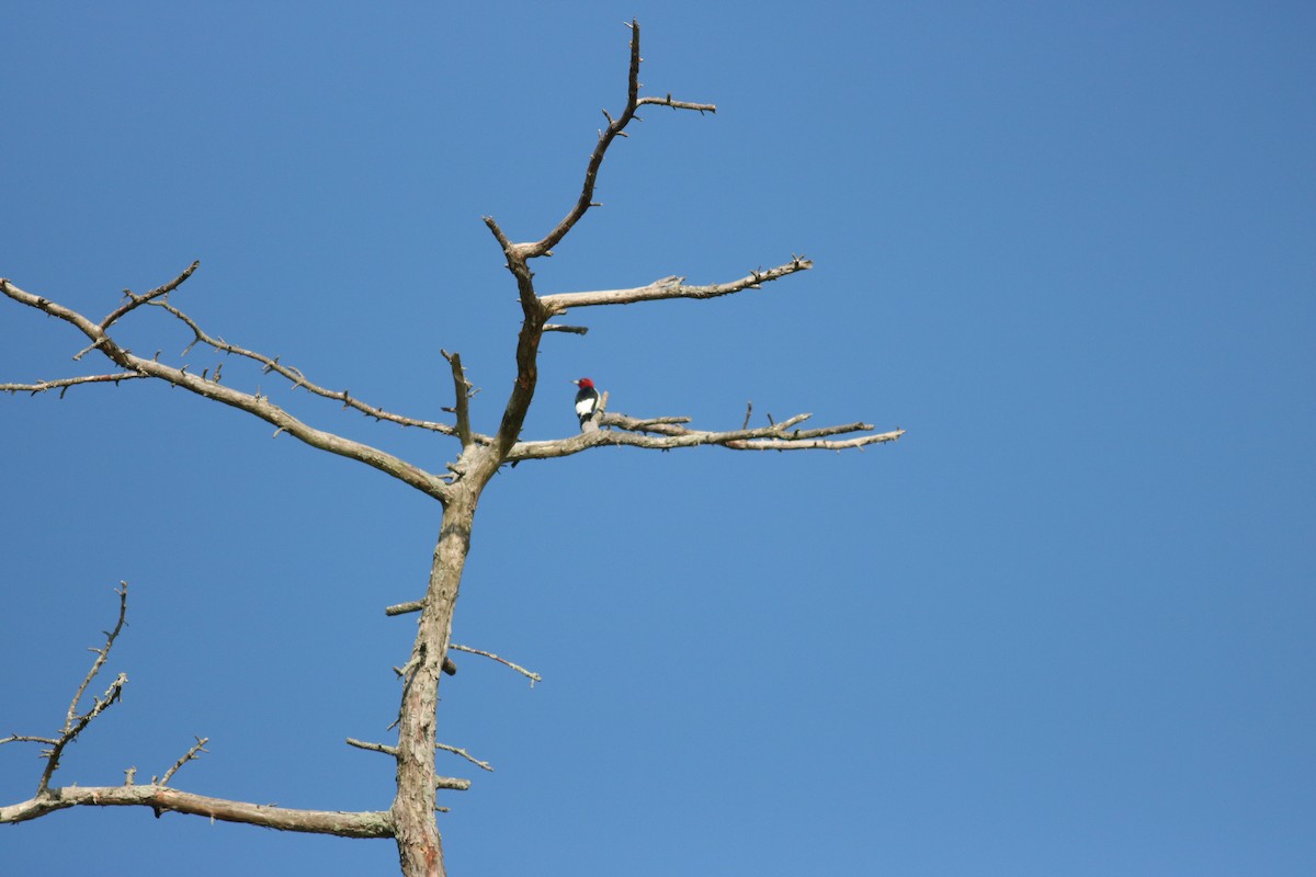 Red-headed Woodpecker - ML53965511