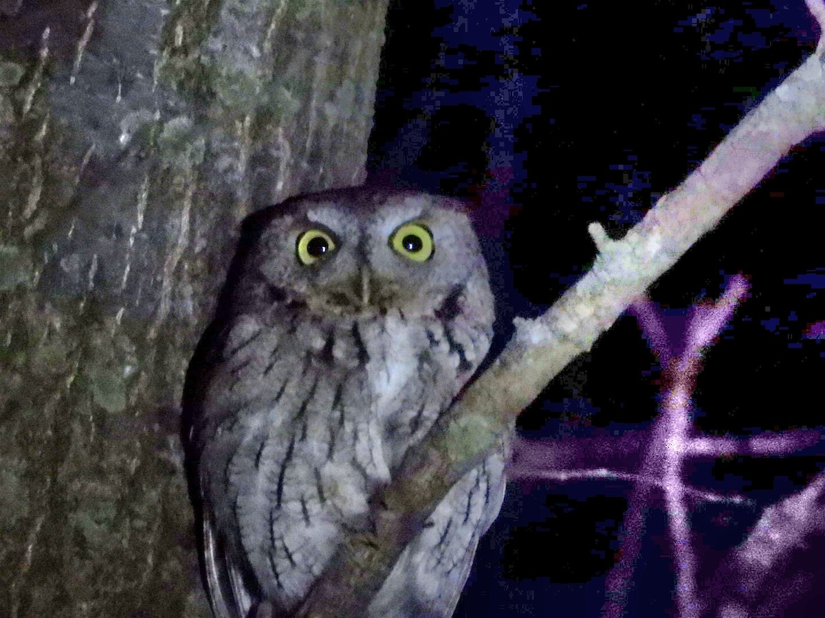 Eastern Screech-Owl - Kerry Maloney
