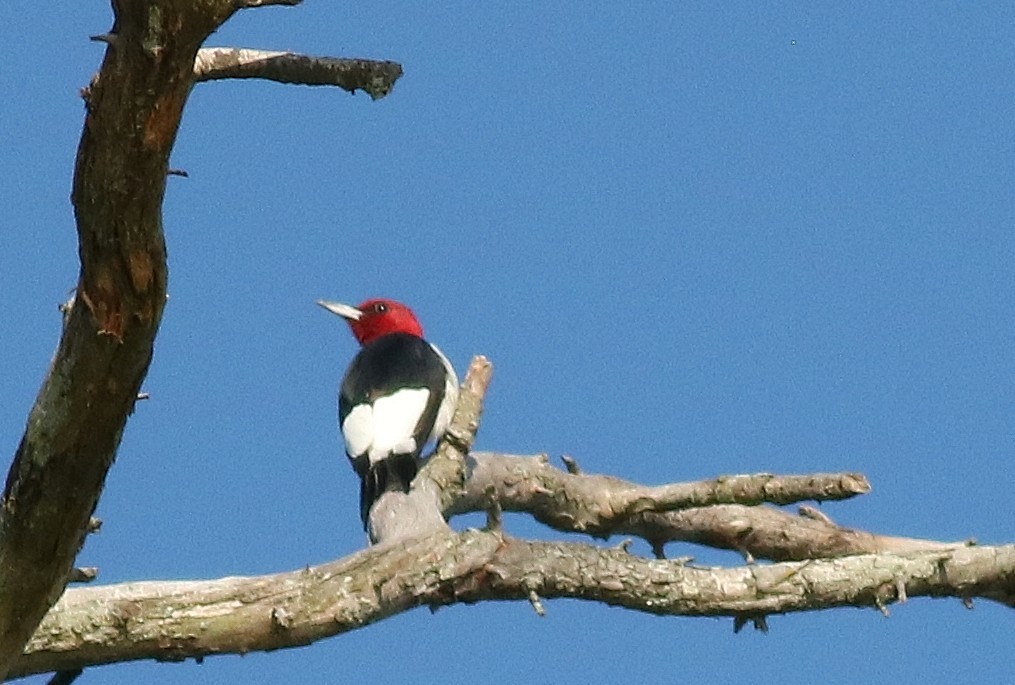 Red-headed Woodpecker - ML53965551