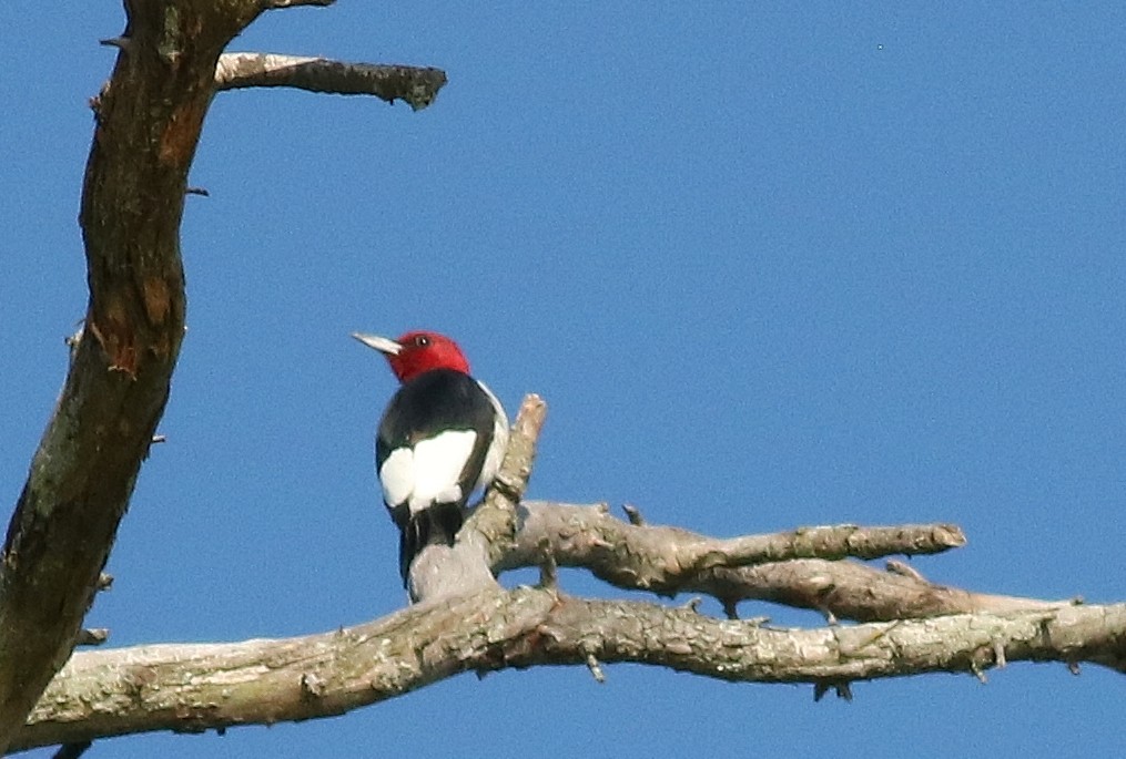 Pic à tête rouge - ML53965551