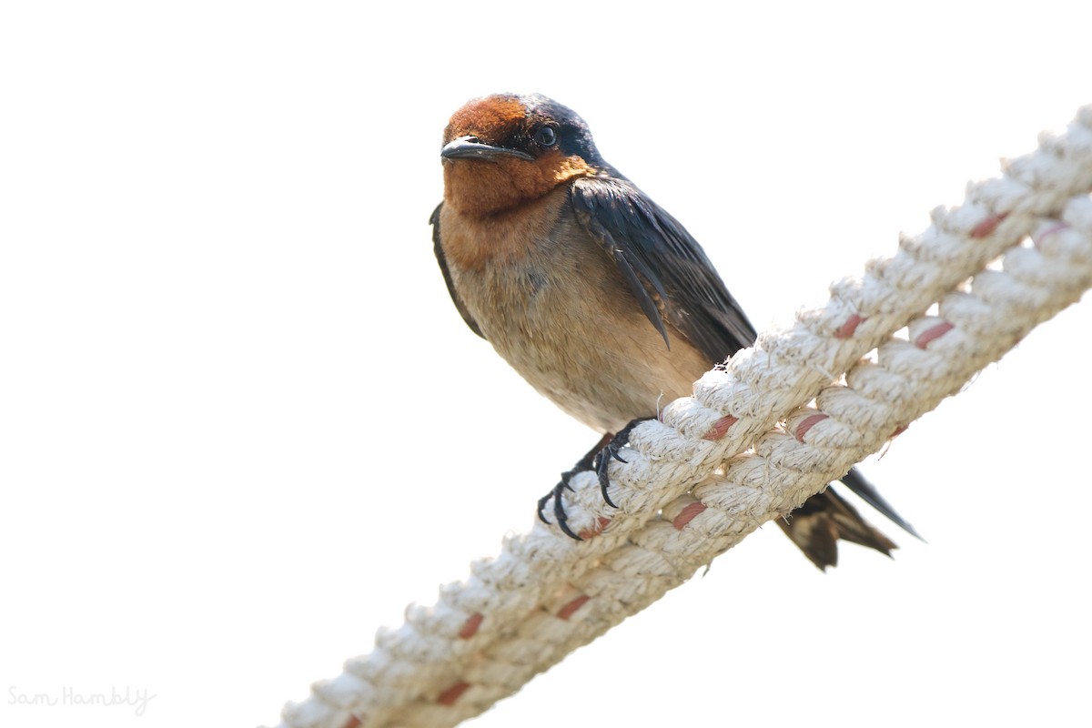 Pacific Swallow - Sam Hambly