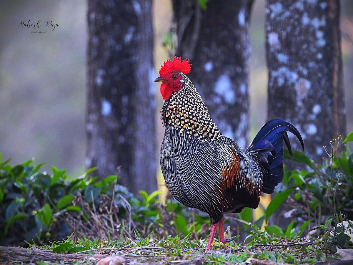 Gray Junglefowl - ML539655951