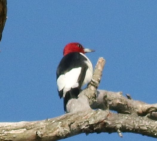 Red-headed Woodpecker - ML53965621
