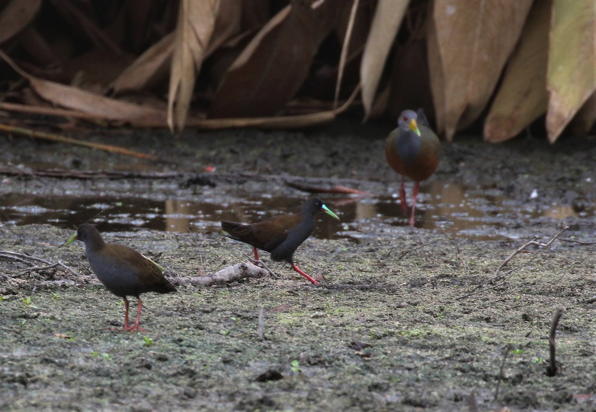 Plumbeous Rail - ML539657111