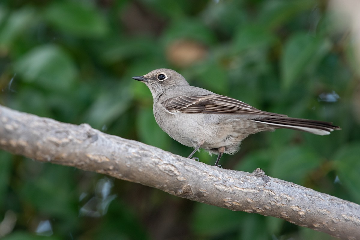 Townsend's Solitaire - Ryan Marose