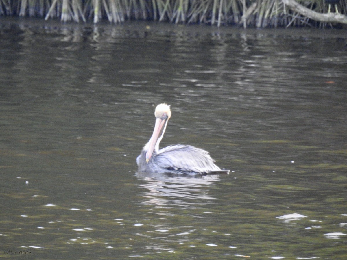 Brown Pelican - ML539657741