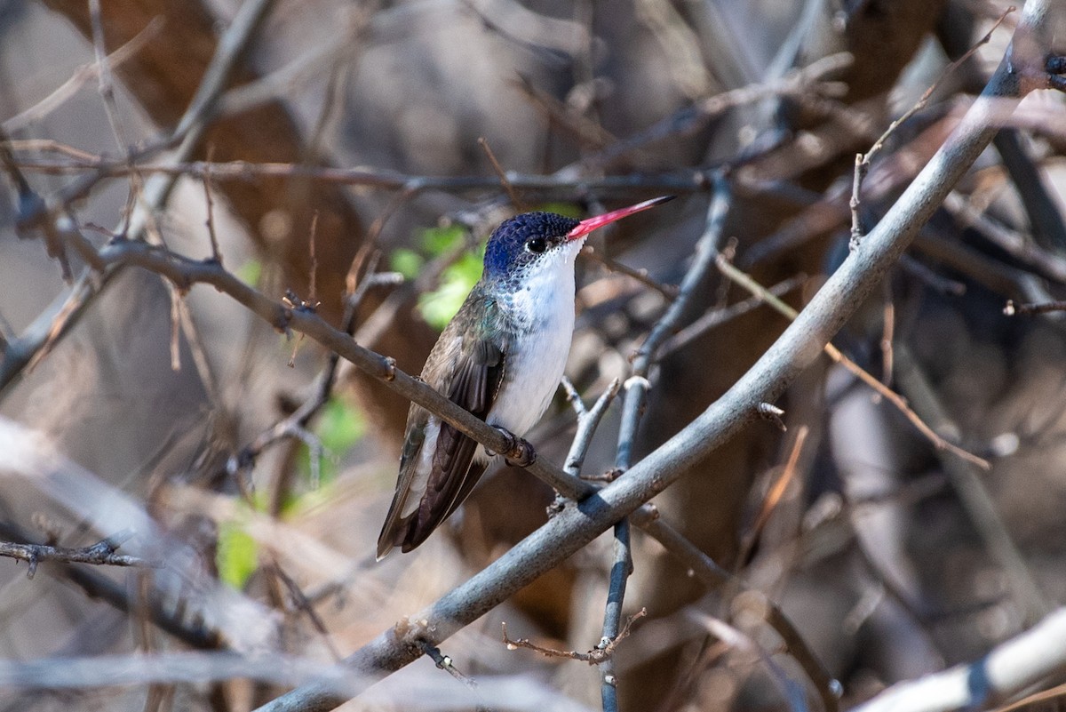 Violet-crowned Hummingbird - Ryan Marose