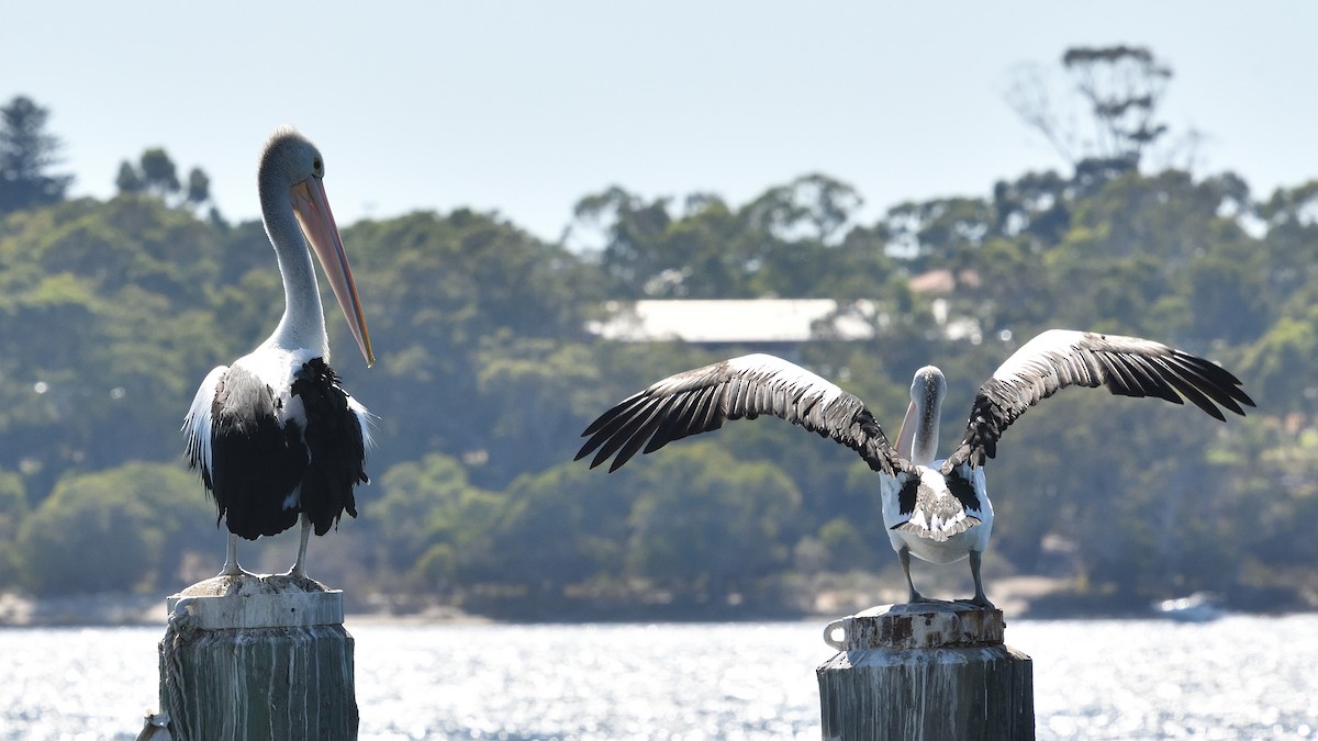 Australian Pelican - ML539658071