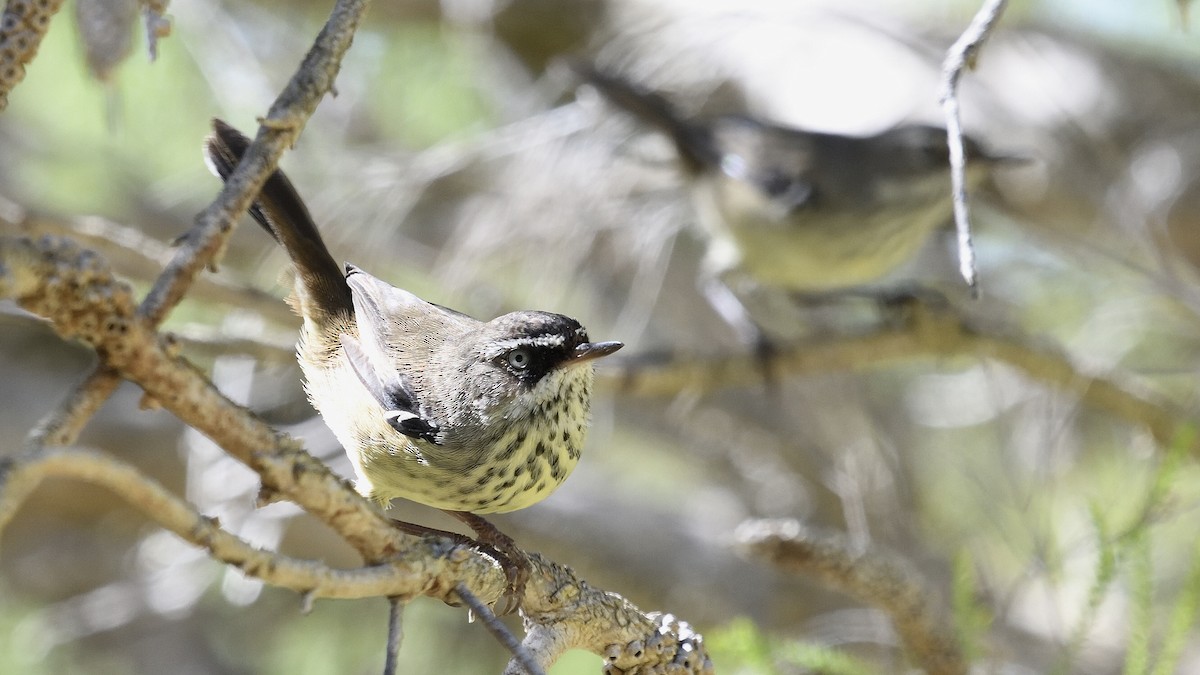 Spotted Scrubwren - ML539658101