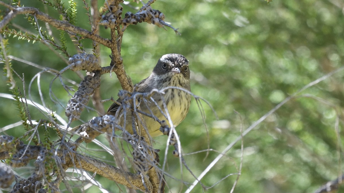 Spotted Scrubwren - ML539658221