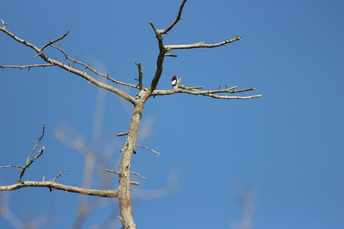 Red-headed Woodpecker - ML53965831