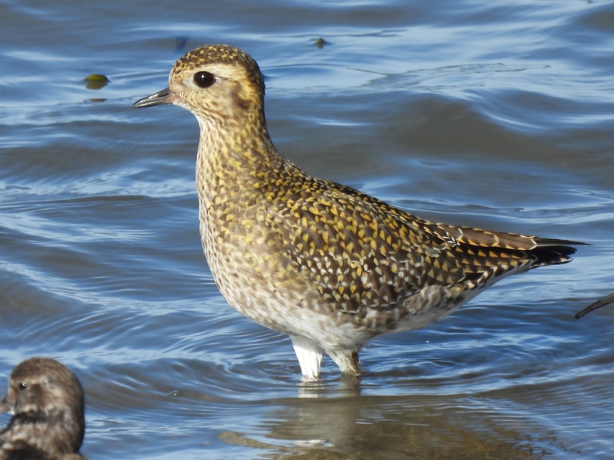 Chorlito Dorado Europeo - ML539659711