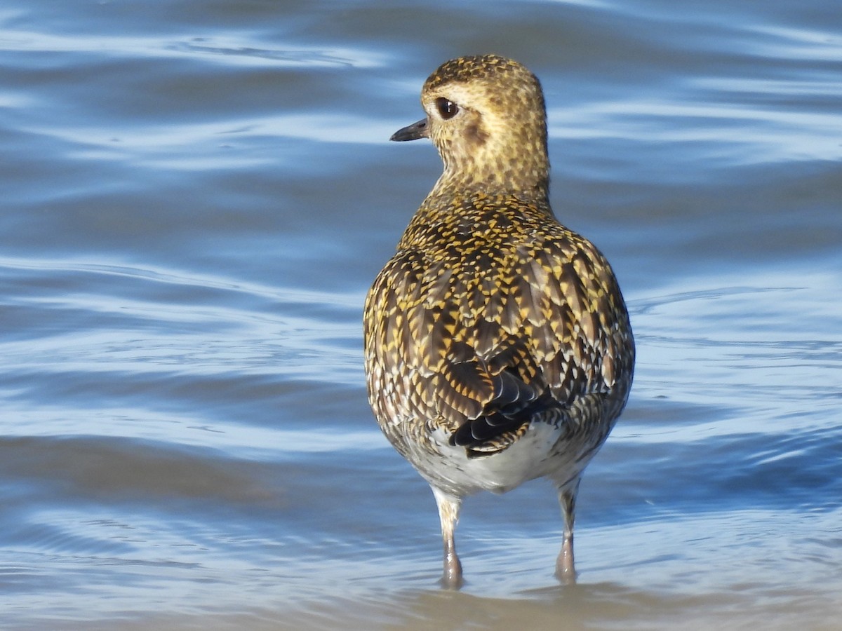 Chorlito Dorado Europeo - ML539659721