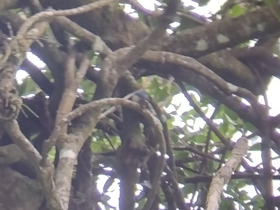 Rufous-vented Niltava - Lars Mannzen