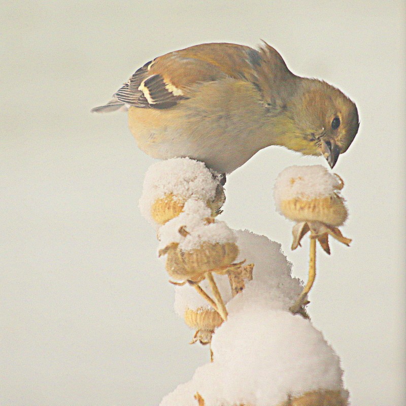 American Goldfinch - thom skelding