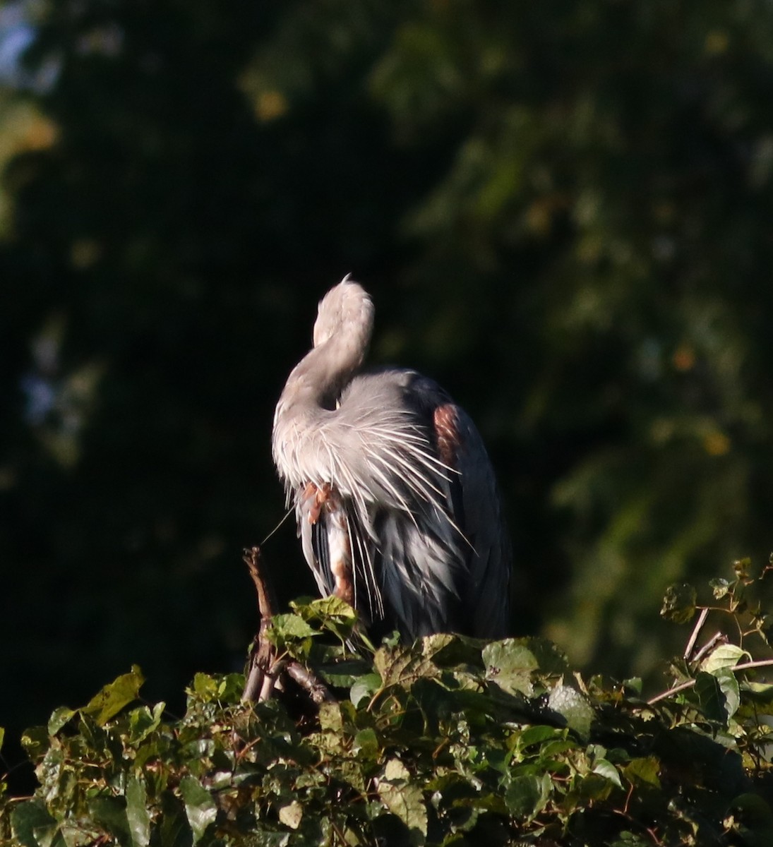 Great Blue Heron - ML53966291