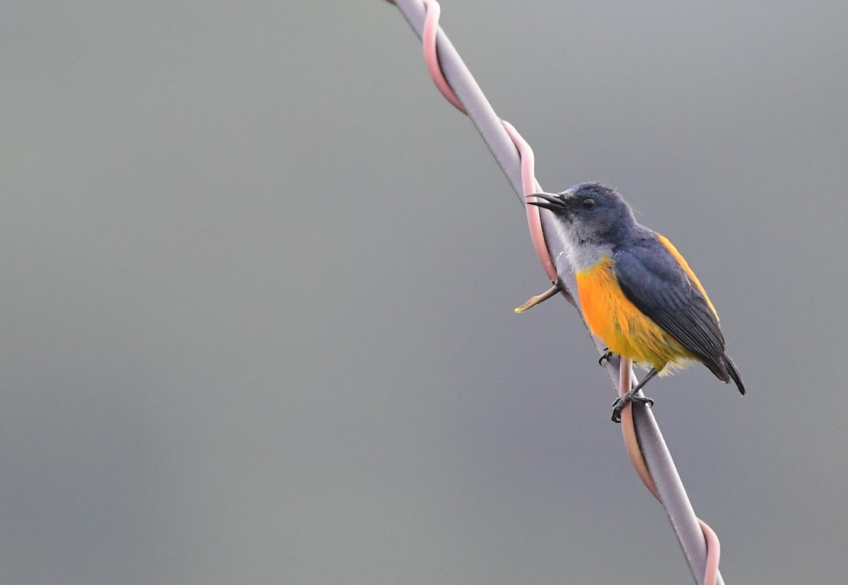 Orange-bellied Flowerpecker - ML539663031