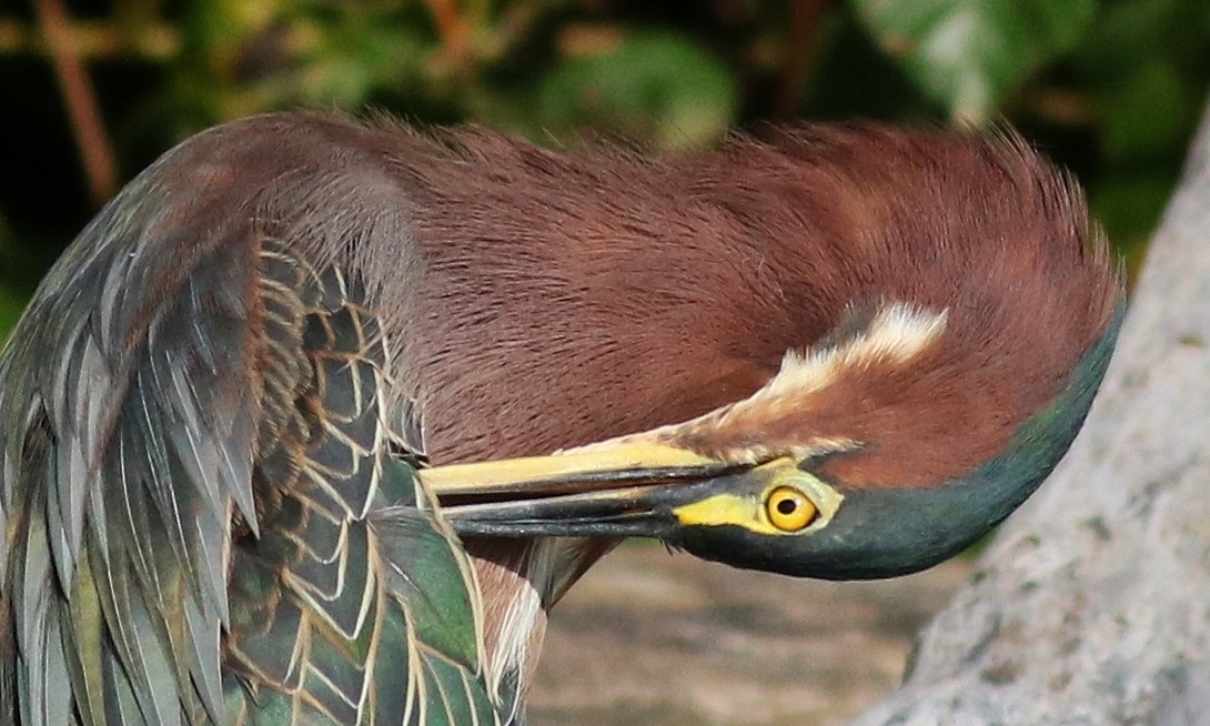 Green Heron - ML53966381