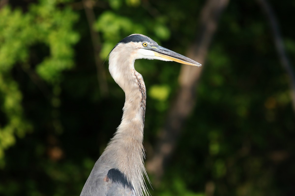 Great Blue Heron - ML53966411