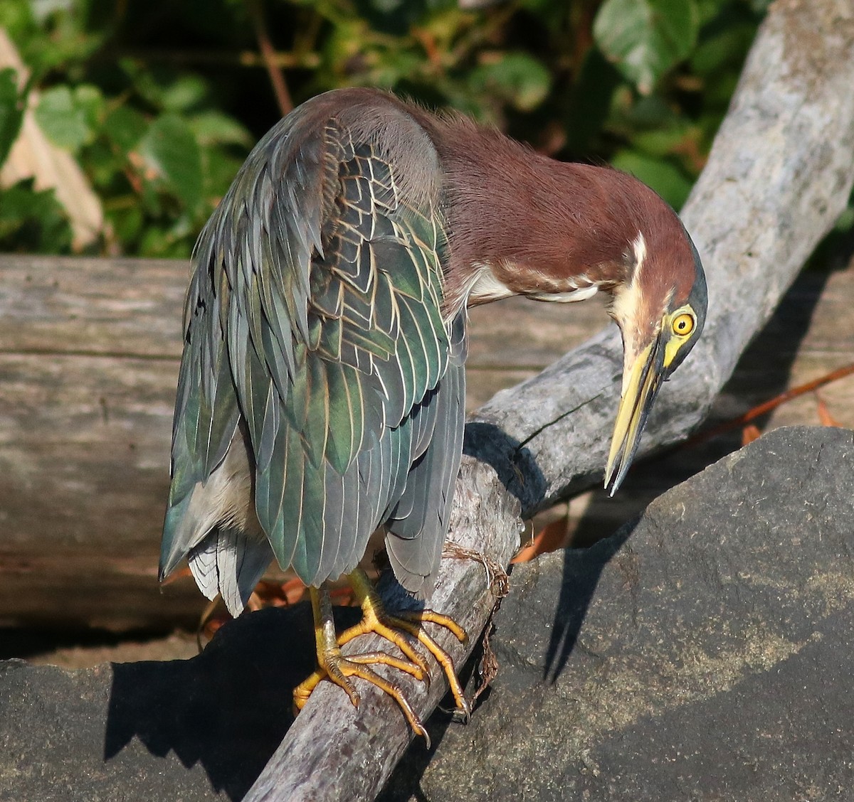 Green Heron - ML53966431