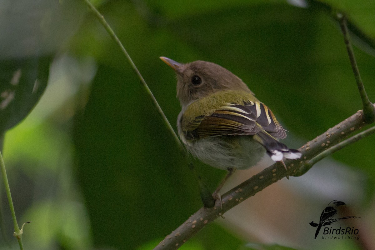 Fork-tailed Pygmy-Tyrant - ML53966591