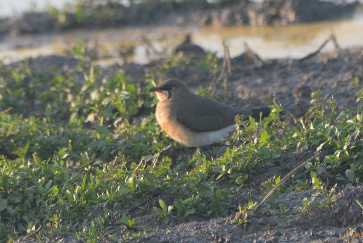 Oriental Pratincole - ML539667831