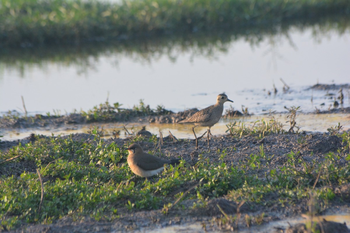 Oriental Pratincole - ML539667841