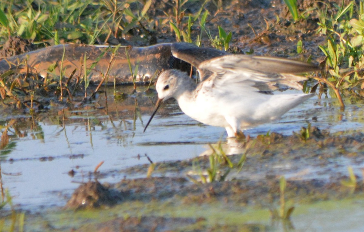 Common Redshank - Jaichand Johnson