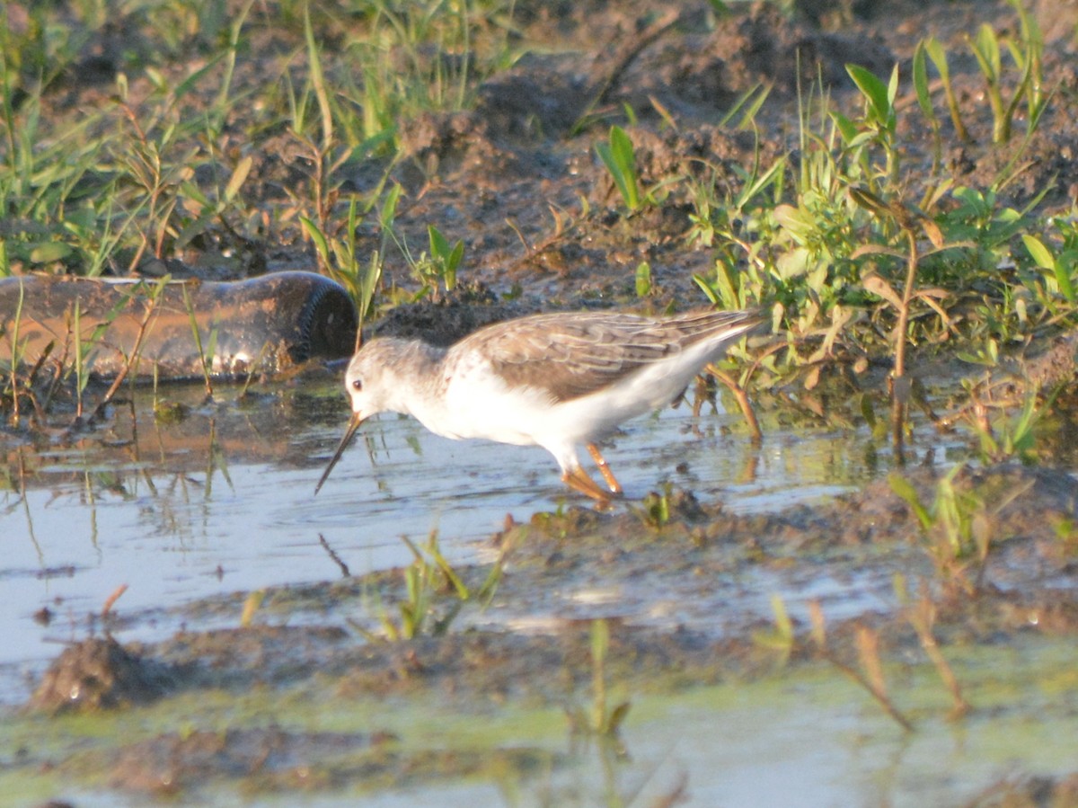 Common Redshank - ML539667961