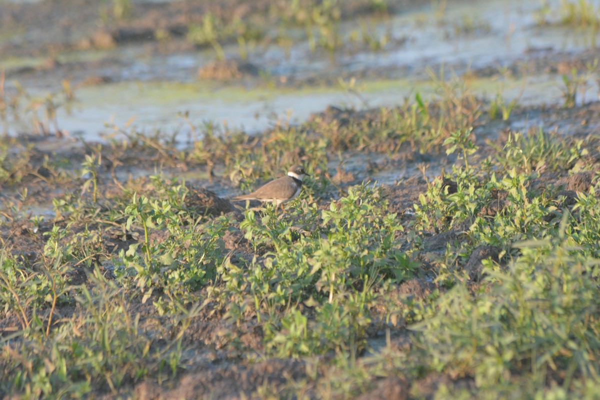 Little Ringed Plover - ML539668171