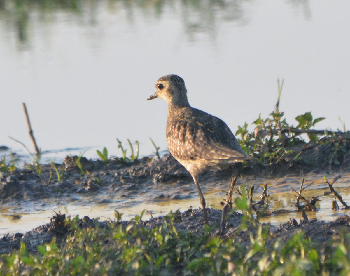 Chorlito Dorado Siberiano - ML539668331