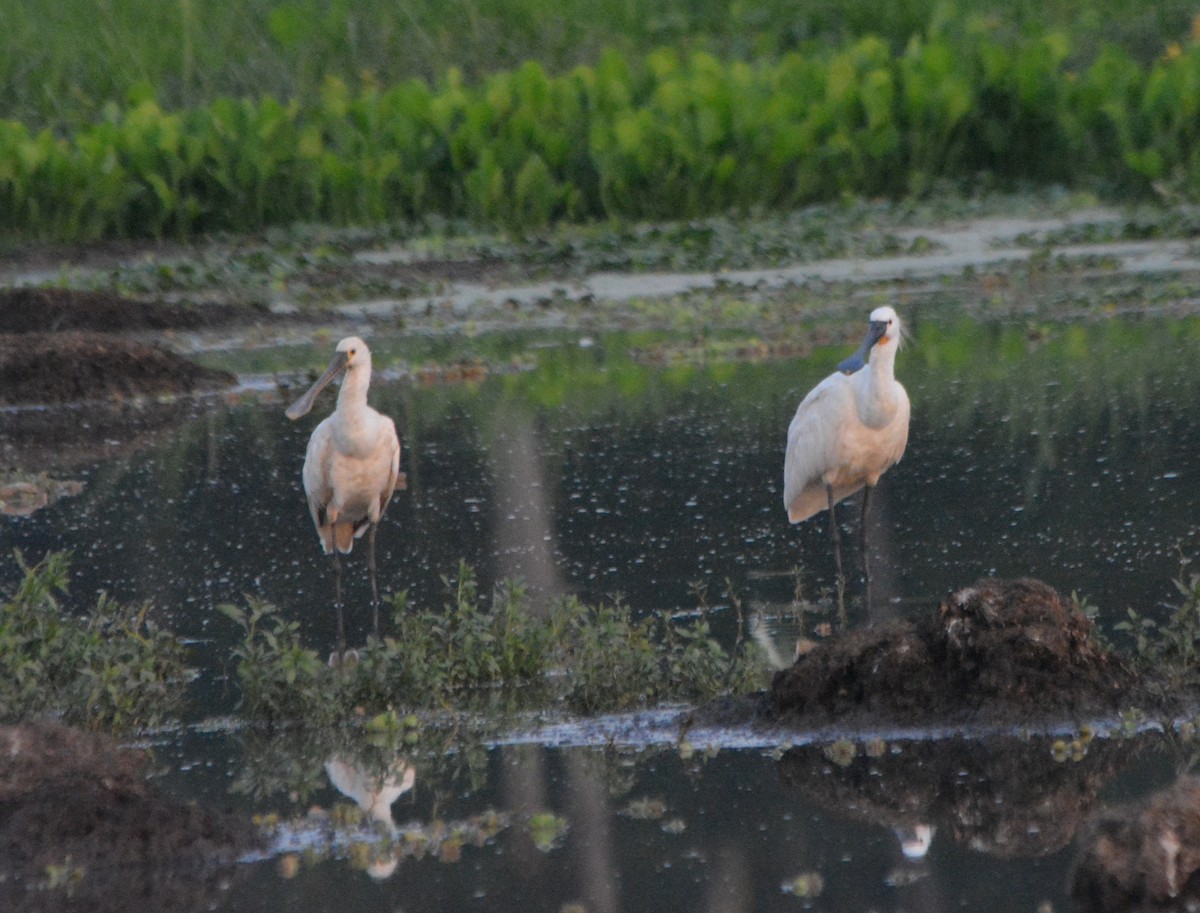 Eurasian Spoonbill - ML539668371