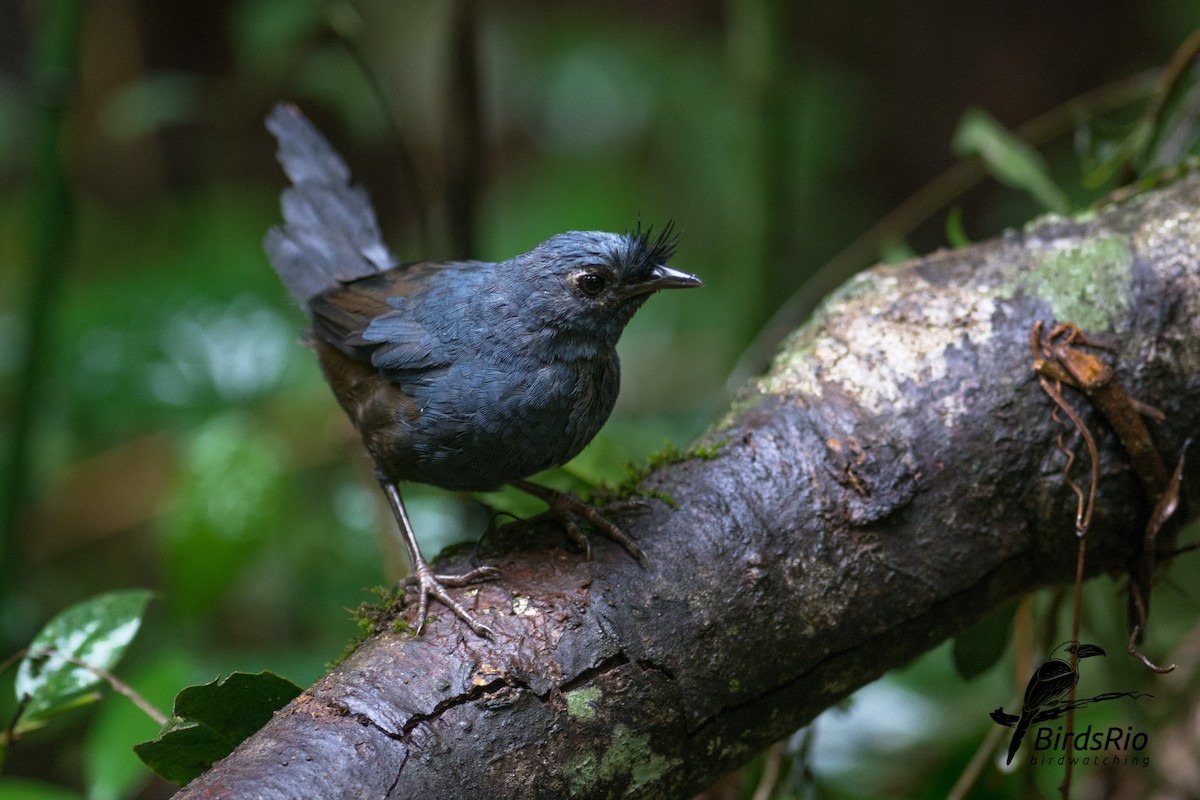 Slaty Bristlefront - ML53966881