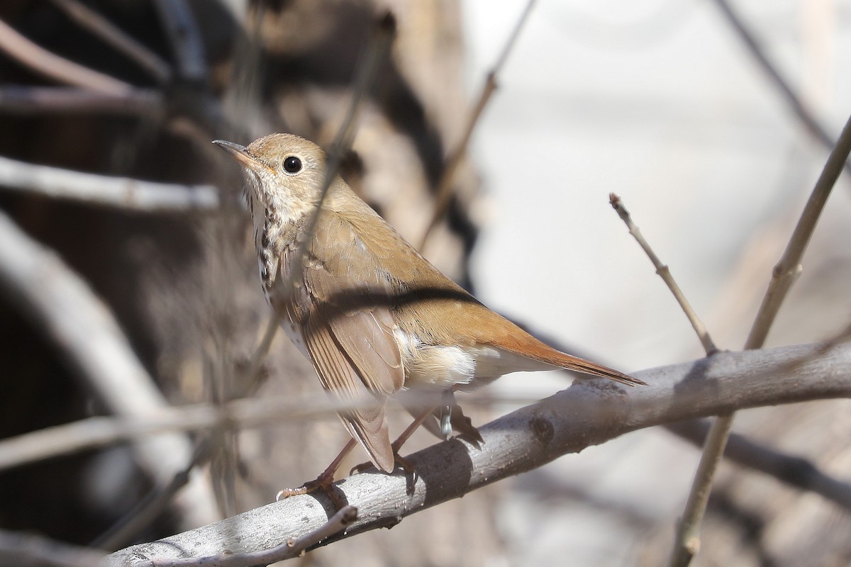 Hermit Thrush - Mark Chavez