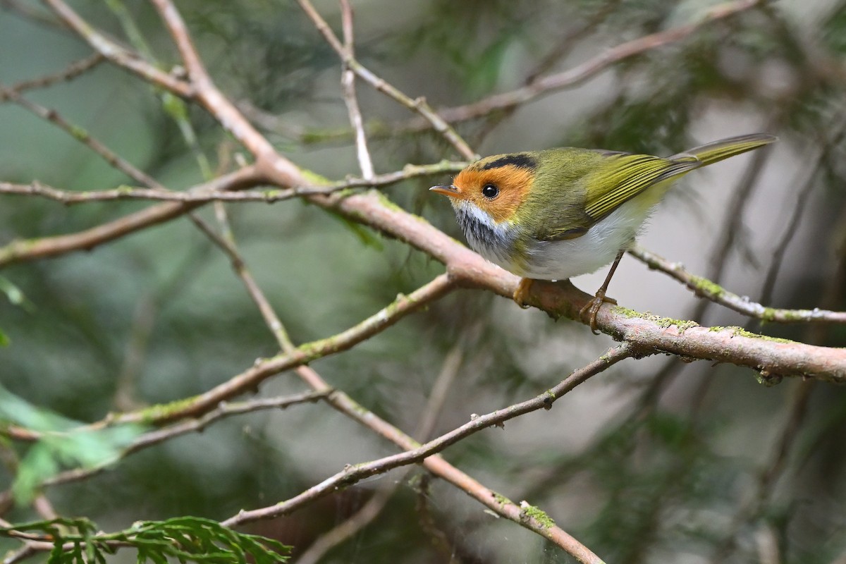 Rufous-faced Warbler - Cheng-Ru Tsai