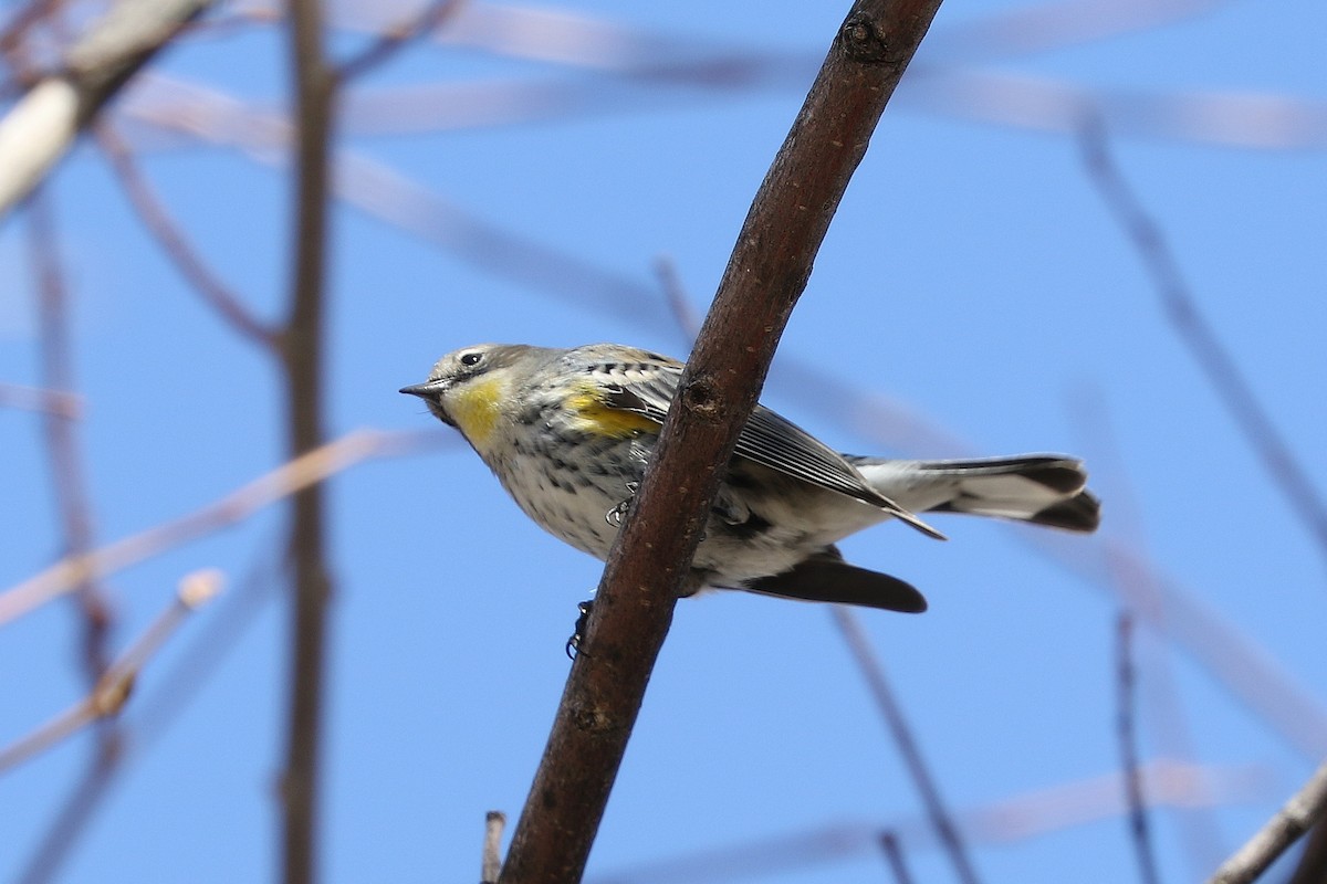 Yellow-rumped Warbler - ML539670401