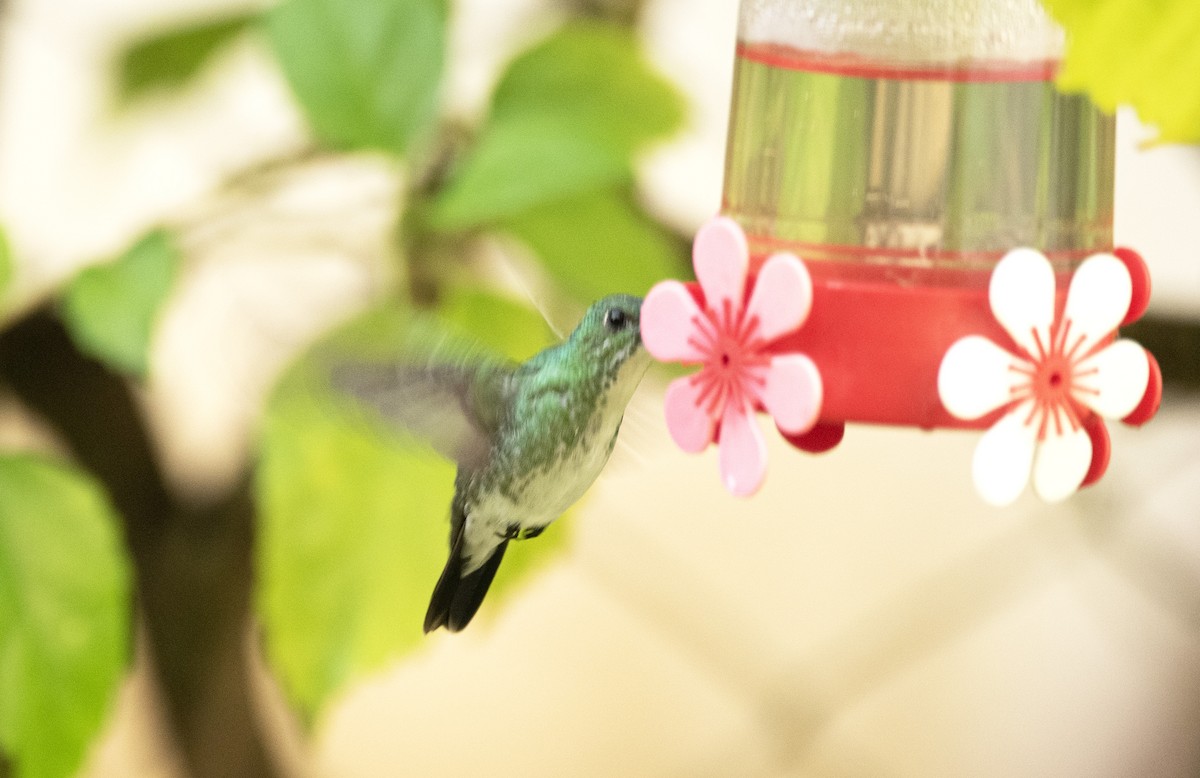 Plain-bellied Emerald - ML539671761