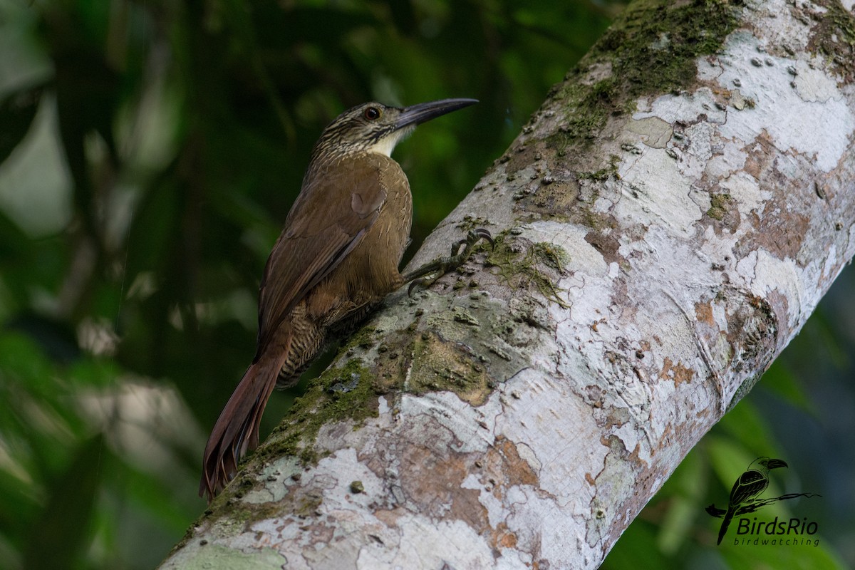 White-throated Woodcreeper - Hudson - BirdsRio