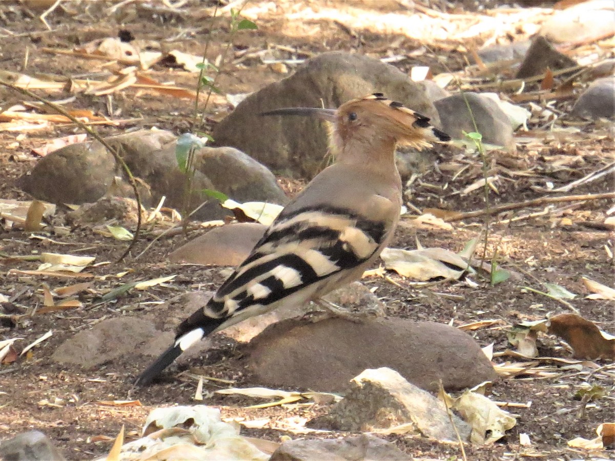 Eurasian Hoopoe - Chris Bowden