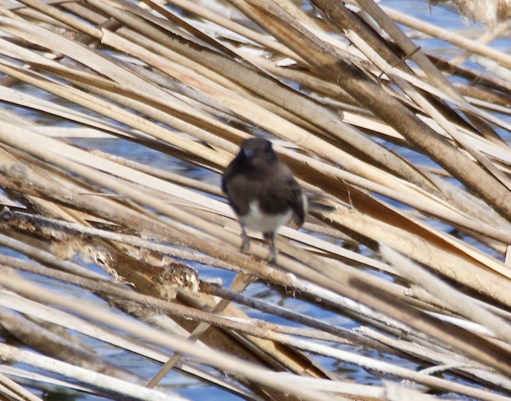 Black Phoebe - Bitty Roy