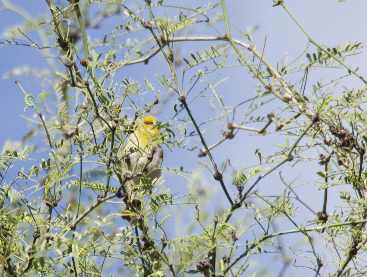 Pájaro Moscón Baloncito - ML539673581