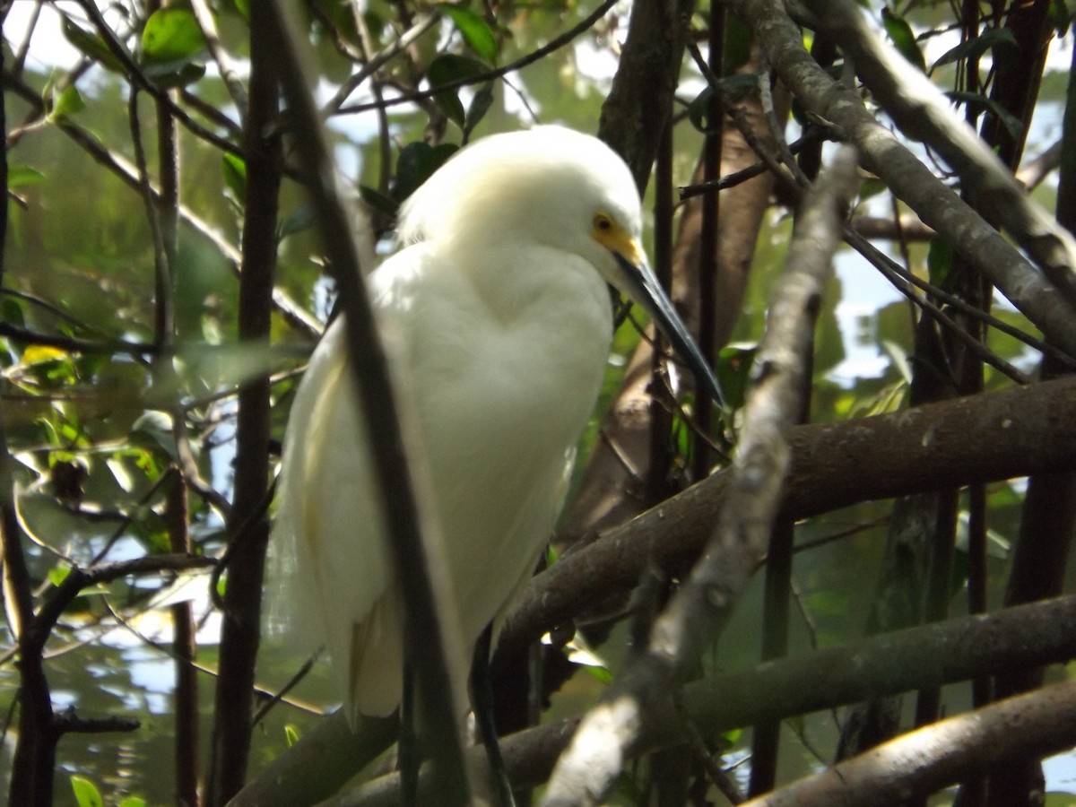 Snowy Egret - ML539673621