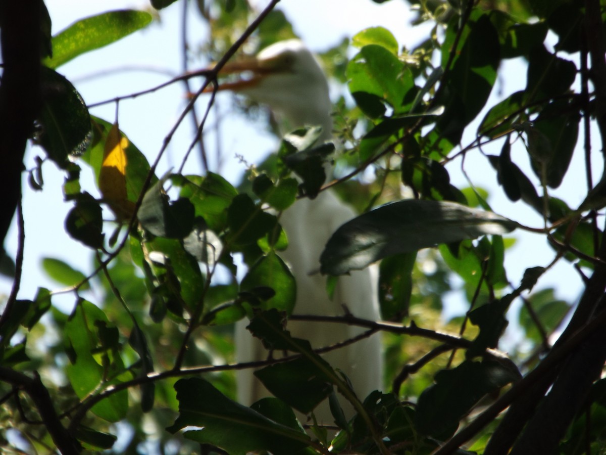 Great Egret - ML539673811