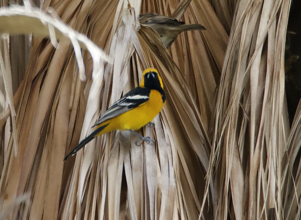 Hooded Oriole - Bitty Roy